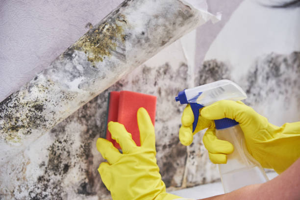 Why You Should Choose Our Mold Remediation Services in Talpa, NM